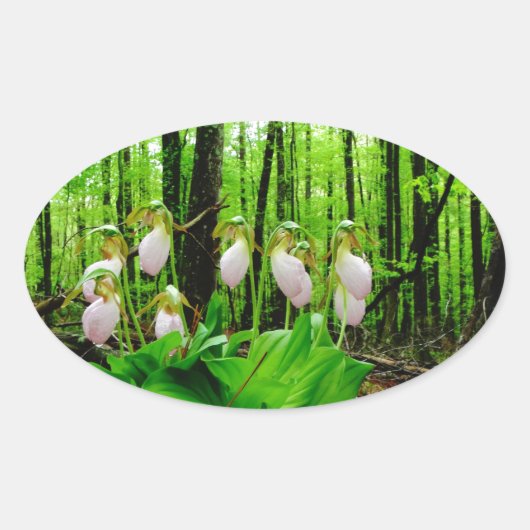 Sticker Ovale Pink Lady Slipper sauvage orchidée (Devant)