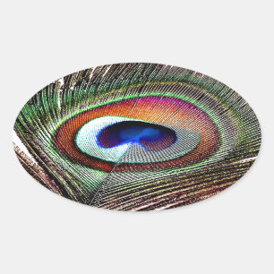 Sticker Ovale Plume colorée de paon en cuivre