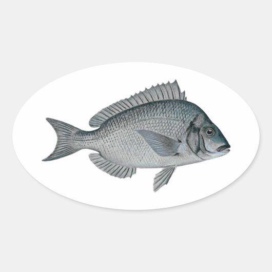 Sticker Ovale Porgy - Scup (Devant)