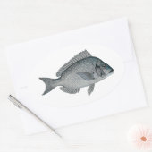 Sticker Ovale Porgy - Scup (Enveloppe)