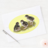 Sticker Ovale Poussins de caille Coturnix (Enveloppe)