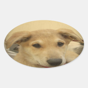 Sticker Ovale Puppy Love : Le meilleur ami de l'homme