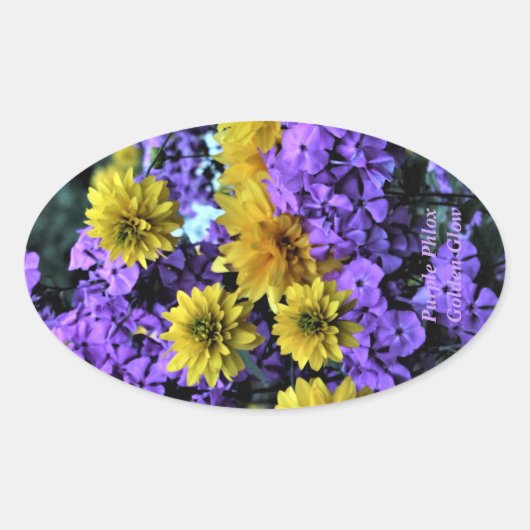 Sticker Ovale Purple Phlox Golden Glow (Devant)