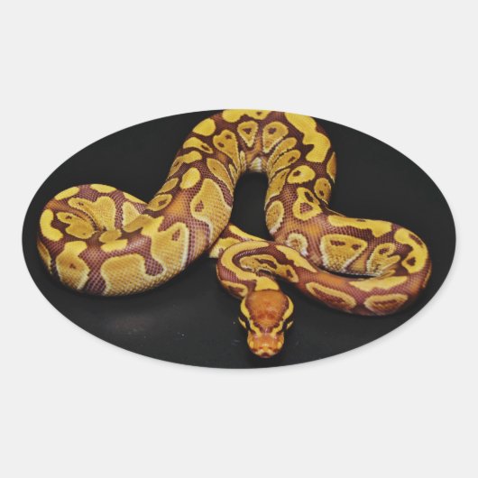 Sticker Ovale Python Brown et Gold Ball (Devant)