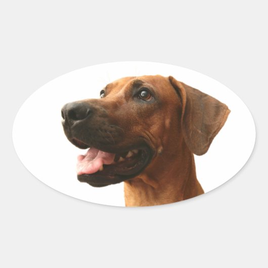 Sticker Ovale Rhodesian Ridgeback (Devant)