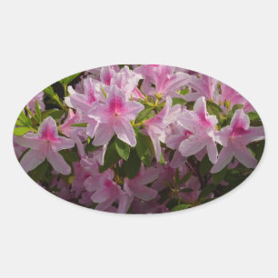 Sticker Ovale Rose Azalea Bush printemps floral