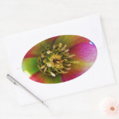 Sticker Ovale Rose de carême rose, (Enveloppe)