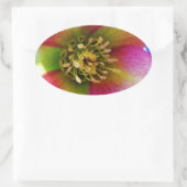 Sticker Ovale Rose de carême rose, (Sac)