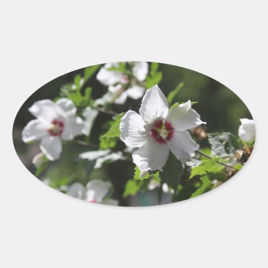 Sticker Ovale Rose de Sharon (Devant)