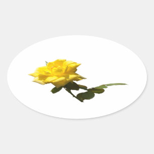 Sticker Ovale Rose jaune