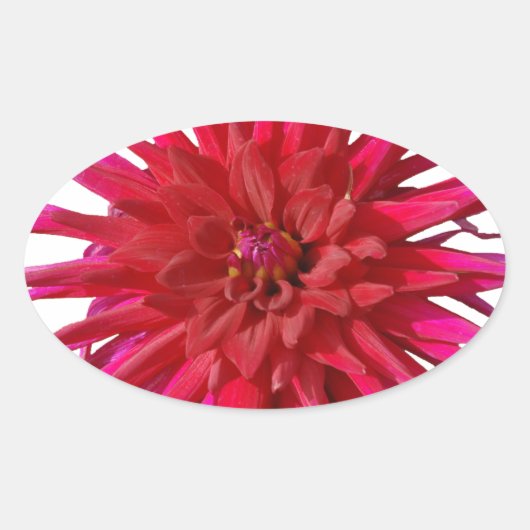 Sticker Ovale Rose Lilly (Devant)