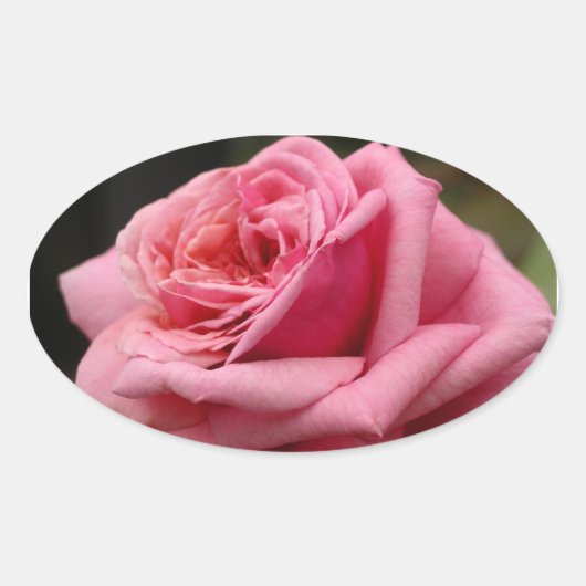 Sticker Ovale Rose rose I Jolie photo florale (Devant)