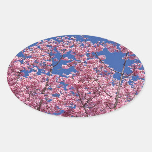 Sticker Ovale Sakura Cerisiers en Fleur Dans Le Bleu