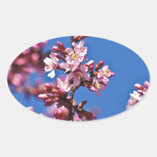 Sticker Ovale Sakura Cerisiers en Fleur Touchant le Bleu