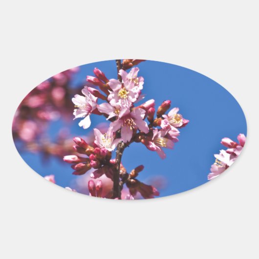 Sticker Ovale Sakura Cerry Blossoms Touché Bleu (Devant)