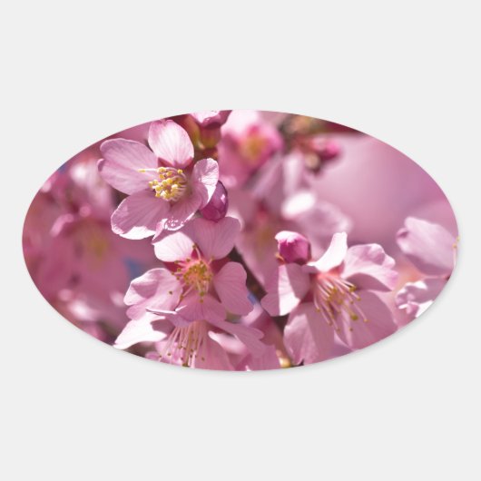 Sticker Ovale Sakura Cherry Blossoms embrassés par Sunlight (Devant)