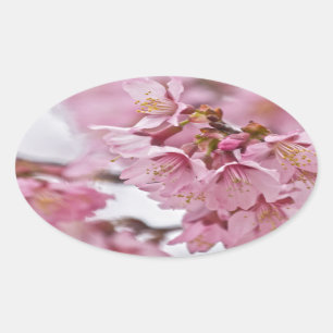 Sticker Ovale Sakura Cherry Blossoms rose pâle