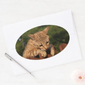 Sticker ovale Savannah Cat (Enveloppe)