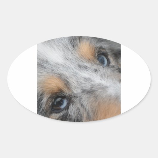 Sticker Ovale Shetland Sheepdog Blue Merle Eyes (Devant)