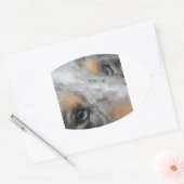 Sticker Ovale Shetland Sheepdog Blue Merle Eyes (Enveloppe)