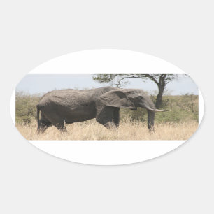 Sticker Ovale stand d'éléphants