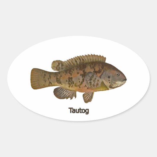 Sticker Ovale Tautog (poisson noir) (Devant)