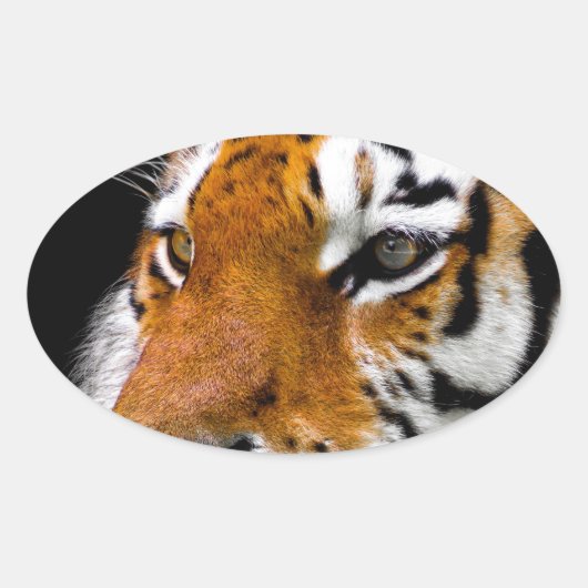 Sticker Ovale Tigre (Devant)