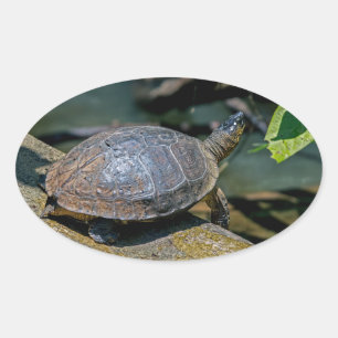 Sticker Ovale Tortue de rivière à Tortuguero - Costa Rica