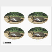 Sticker Ovale Tortue molle (Feuille)