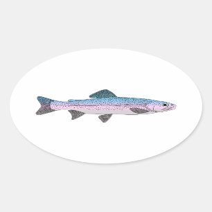 Sticker Ovale Truite arc-en-ciel colorée