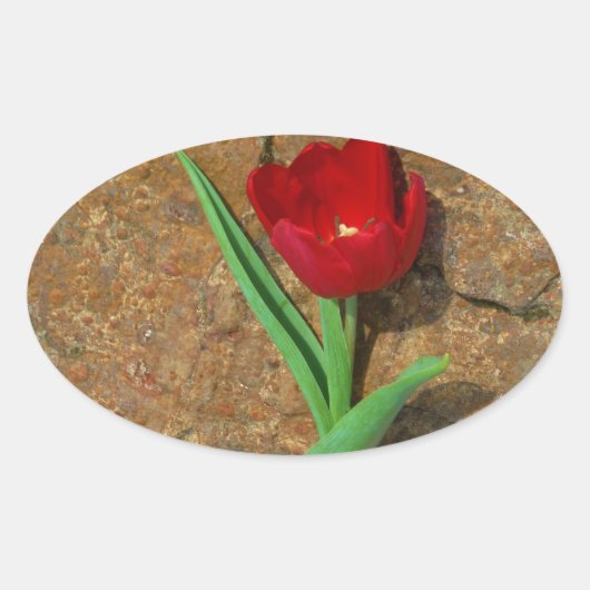 Sticker Ovale Tulipe jaune et rouge (Devant)