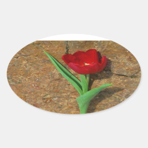 Sticker Ovale Tulipe jaune et rouge