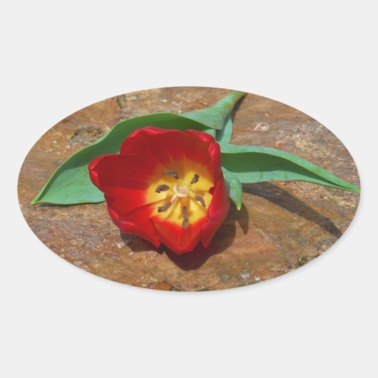 Sticker Ovale Tulipe rouge du printemps (Devant)