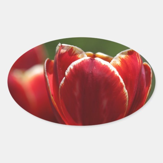 Sticker Ovale Tulipes (Devant)