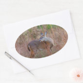Sticker Ovale Un cerf dans l'herbe haute (Enveloppe)