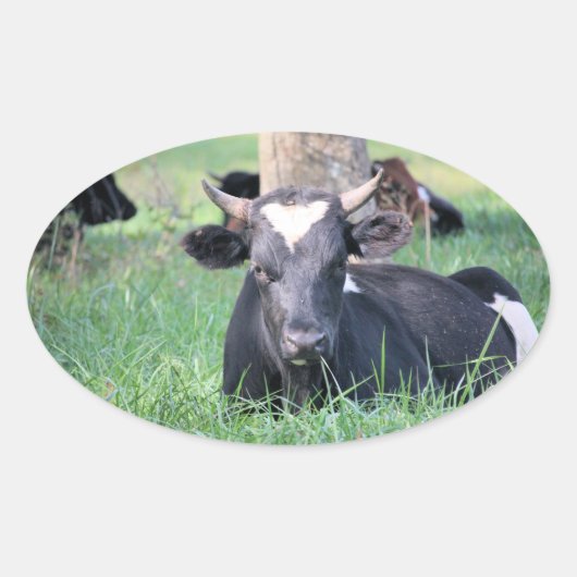 Sticker Ovale Vache (Devant)