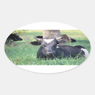 Sticker Ovale Vache
