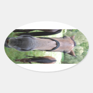 Sticker Ovale Visage de cheval