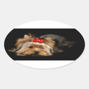 Sticker Ovale Yorkie mignon