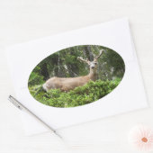 Sticker Ovale Yosemite Deer Nature Photographie (Enveloppe)