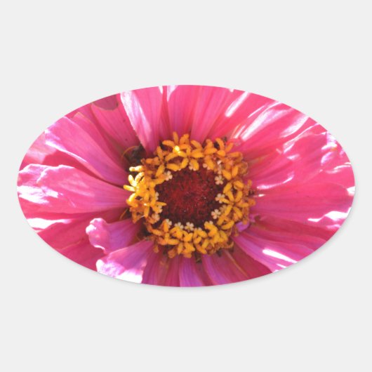 Sticker Ovale Zinnia rose (Devant)