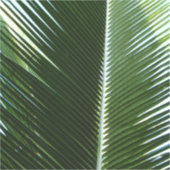Sticker Overlapping Palm Fronds Tropical Green Abstract (Recto)