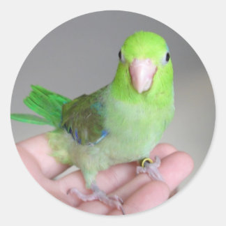 Sticker: Pacific Parrotlet Ronde Sticker