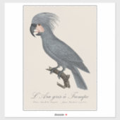 Sticker Palmiste noir, Probosciger aterrimus (Feuille)