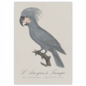 Sticker Palmiste noir, Probosciger aterrimus (Devant)