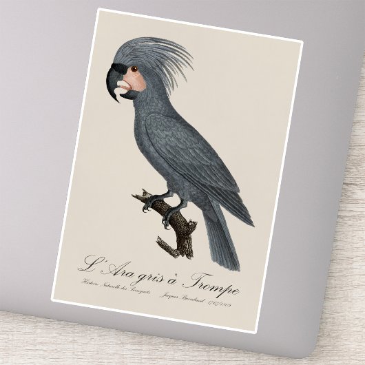 Sticker Palmiste noir, Probosciger aterrimus