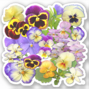 Sticker Pansies colorées Contour