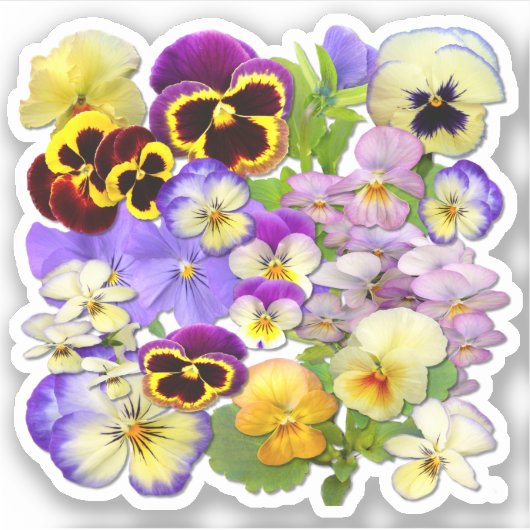 Sticker Pansies colorées Contour (Devant)