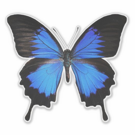 Sticker Papillon bleu 3 (Devant)