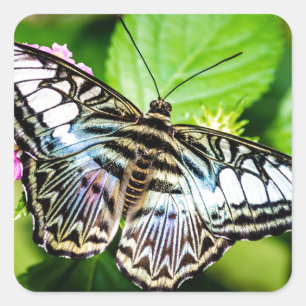 Sticker papillon Clipper Bleu